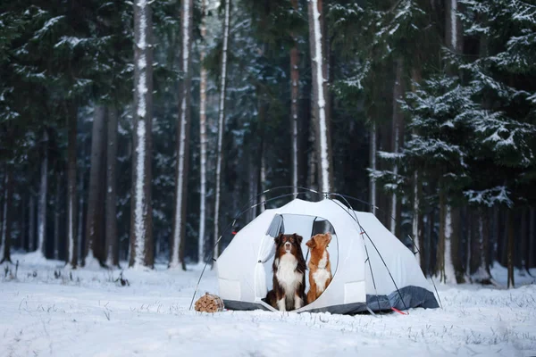 Two dogs in a tent. Hiking in winter forest