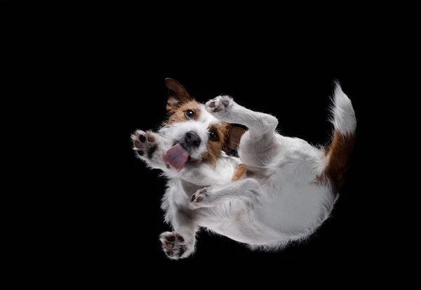 Bottom view of the dog Jack Russell Terrier — Stock Photo, Image