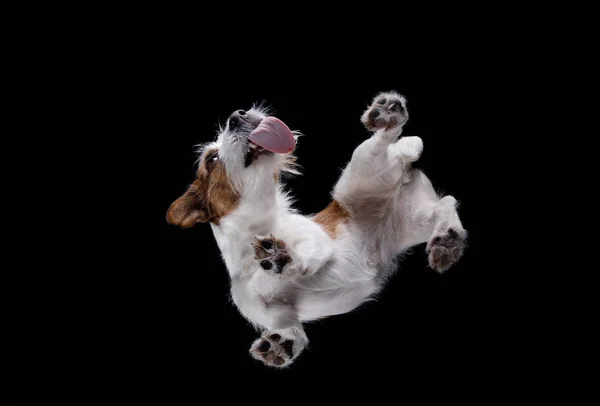 Pohled zdola psa Jack Russell Terrier — Stock fotografie