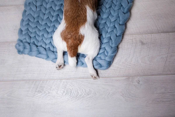 El perro está tirado en el suelo. Jack Russell Terrier en una manta —  Fotos de Stock