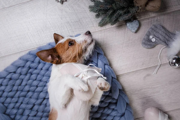 De hond is op de vloer liggen. Jack Russell Terriër op een deken — Stockfoto