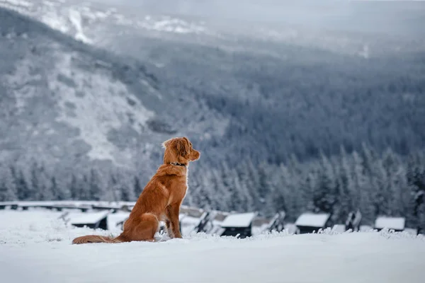 Perro en la nieve. Retriever de peaje de pato de Nueva Escocia —  Fotos de Stock