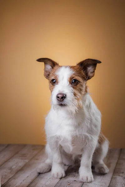 Perro sentado en el suelo. Lindo Jack Russell Terrier — Foto de Stock