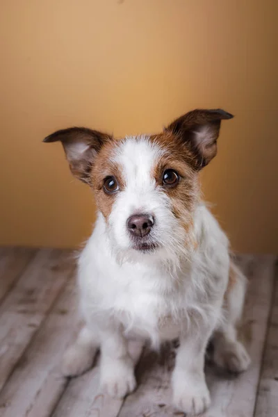 Dog sitting on the floor. Cute Jack Russell Terrier — Stock Photo, Image