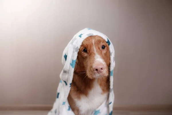 Pies w domu, po prysznicem — Zdjęcie stockowe