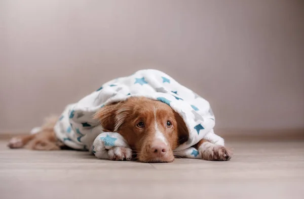 Un chien à la maison, après une douche — Photo