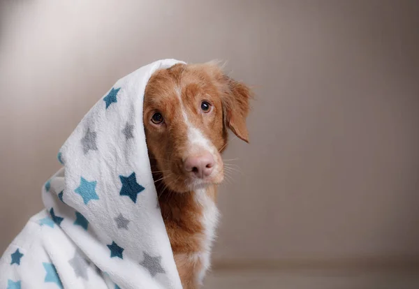 Un perro en casa, después de una ducha — Foto de Stock