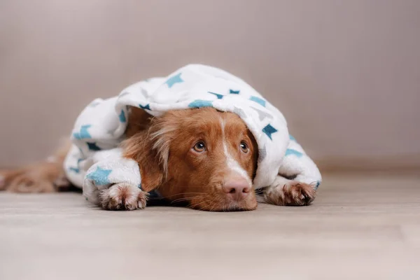 Un perro en casa, después de una ducha — Foto de Stock