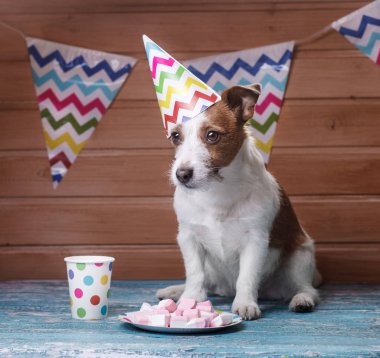 Komik jack Russell köpek kafasına estival kapaklı