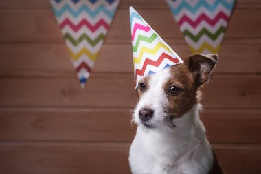 Komik jack Russell köpek kafasına estival kapaklı