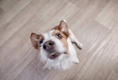 komik köpek jack russel terrier üstte