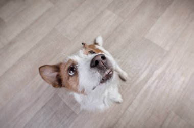 komik köpek jack russel terrier üstte