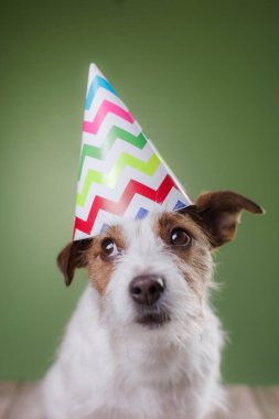 Komik jack Russell köpek kafasına estival kapaklı