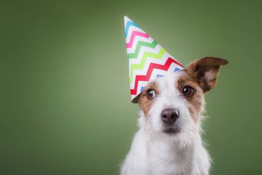 Komik jack Russell köpek kafasına estival kapaklı