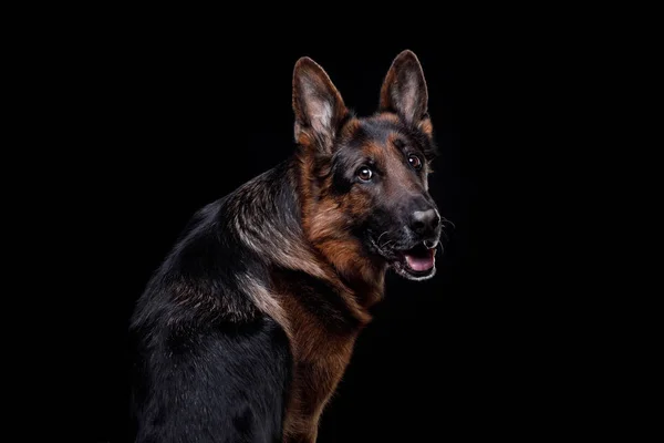 Portrait of a German Shepherd dog on a black background — Stock Photo, Image