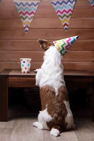 Divertido gato russell perro con gorra estival en la cabeza — Foto de Stock