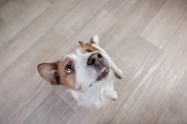 Rolig hund jack russel terrier på toppen — Stockfoto