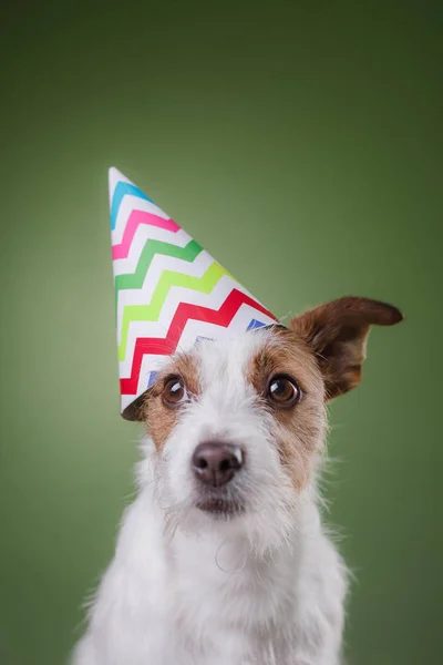Divertido gato russell perro con gorra estival en la cabeza — Foto de Stock