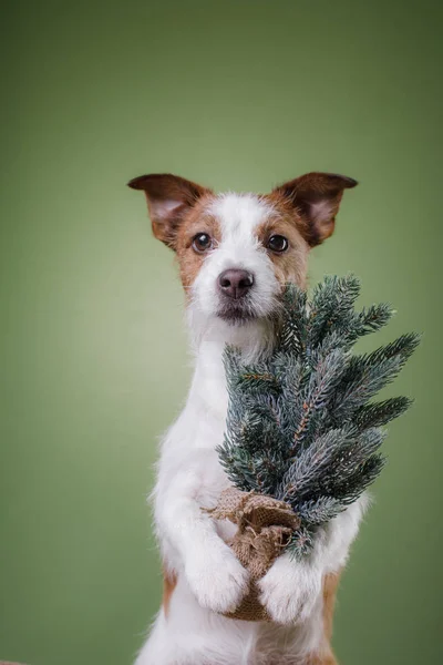 Chien Jack Russell terrier conserve dans les pattes de l'arbre de Noël — Photo