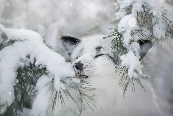 White fox bont in de sneeuw in de winter — Stockfoto