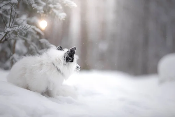 White fox bont in de sneeuw in de winter — Stockfoto