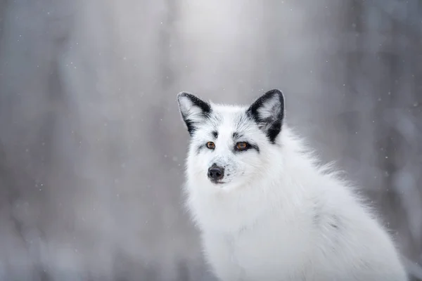 Piel de zorro blanco en la nieve en invierno —  Fotos de Stock