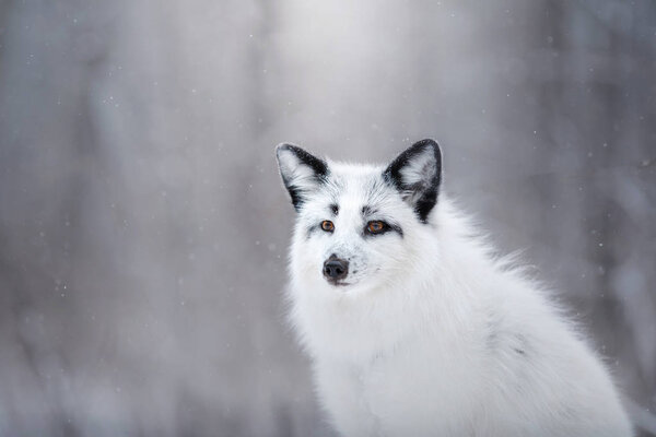 White fox fur in the snow in winter on nature