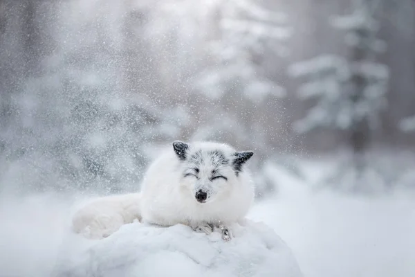 Weißes Fuchsfell im Schnee im Winter — Stockfoto