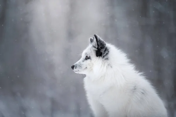 Weißes Fuchsfell im Schnee im Winter — Stockfoto