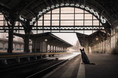 köpek tren istasyonunda. İle evde beslenen hayvan seyahat etmek.