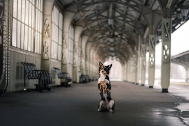 köpek tren istasyonunda. İle evde beslenen hayvan seyahat etmek.