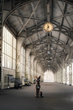 köpek tren istasyonunda. İle evde beslenen hayvan seyahat etmek.