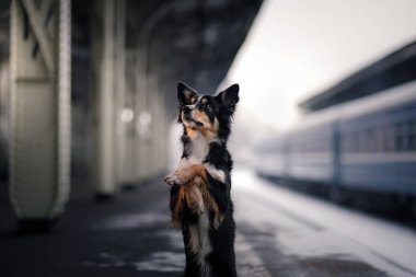 köpek tren istasyonunda. İle evde beslenen hayvan seyahat etmek.