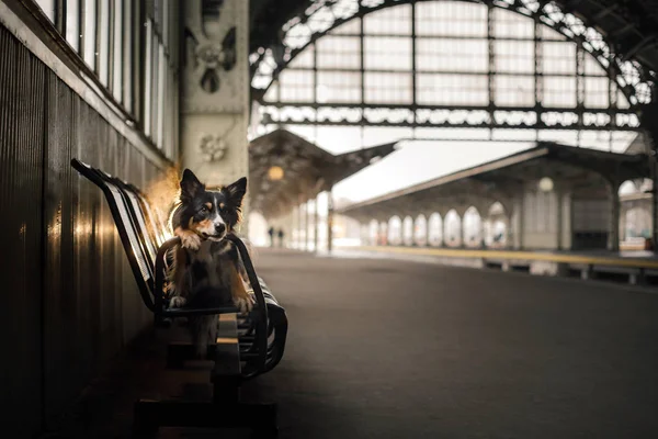 Hund vid järnvägsstationen. Reser du med sällskapsdjur. — Stockfoto