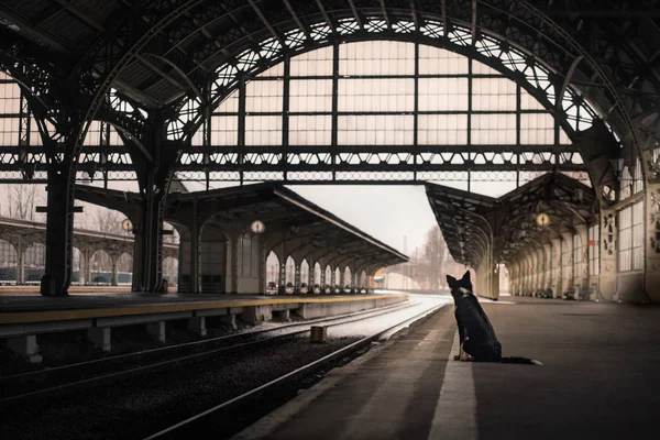 Ο σκύλος στο σταθμό του τρένου. Ταξιδεύουν με το κατοικίδιο ζώο. — Φωτογραφία Αρχείου