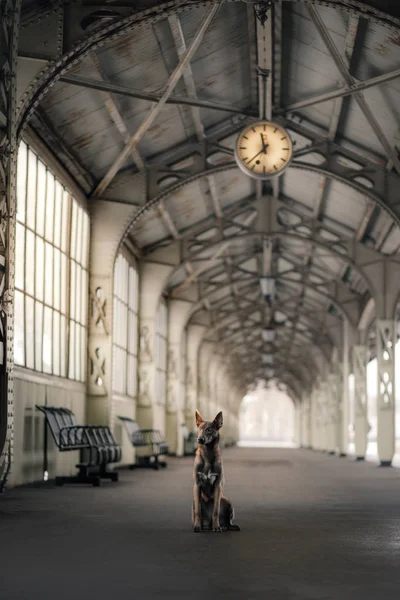 Cane alla stazione ferroviaria. Viaggiare con l'animale domestico . — Foto Stock