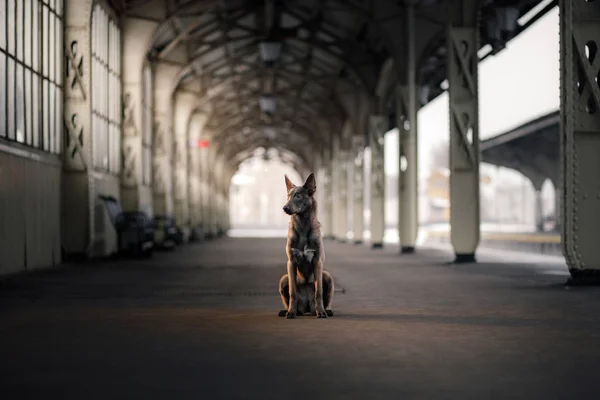 Dog at the train station. Traveling with the pet. — Stock Photo, Image