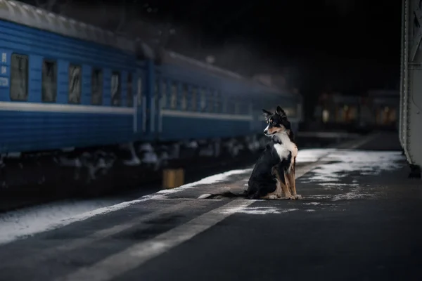 Dog at the train station. Traveling with the pet. — Stock Photo, Image