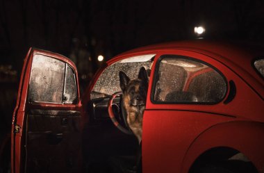 Alman çoban köpek retro bir kırmızı araba