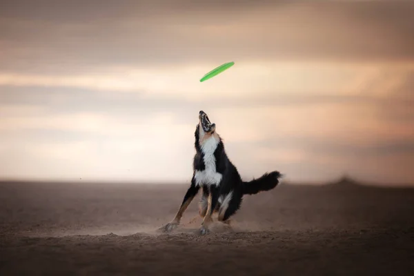 Собака на заході сонця ловить диск. Спорт з твариною — стокове фото
