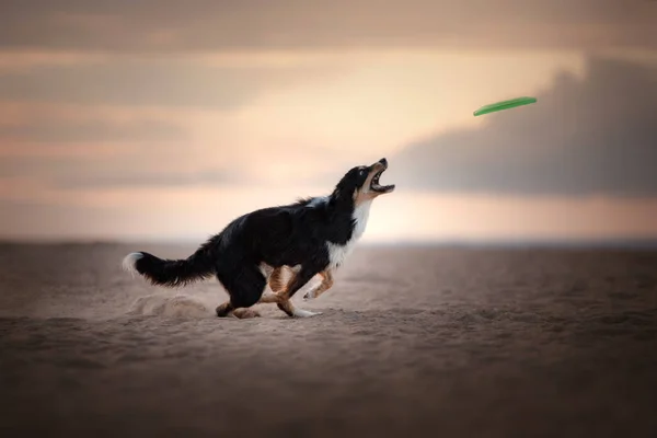 Anjing saat matahari terbenam menangkap disk. Olahraga dengan hewan peliharaan — Stok Foto