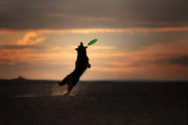 El perro al atardecer atrapa el disco. Deportes con la mascota —  Fotos de Stock