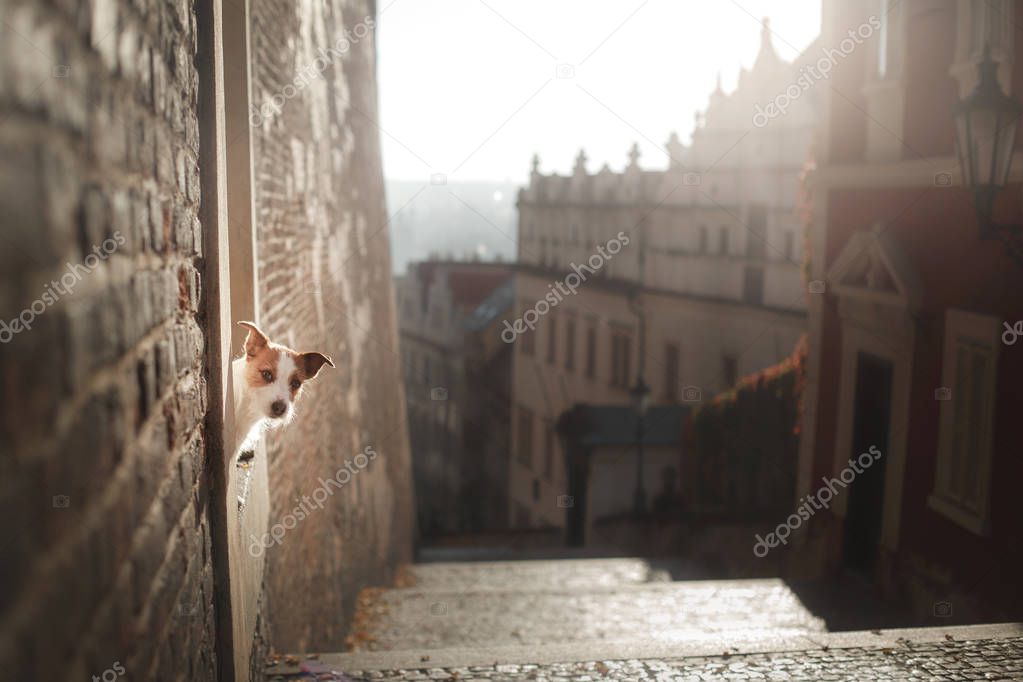 The dog Jack Russell Terrier looks out. Obedient pet in the city.