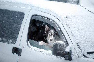 Köpek araba pencereden görünüyor. kar