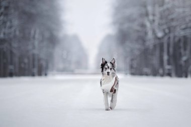 Köpek, mermer kenar kömür ocağı karda portresi