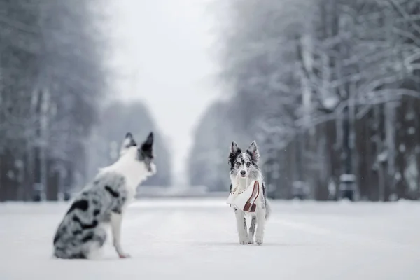 Две собаки вместе, дружба на природе зимой — стоковое фото