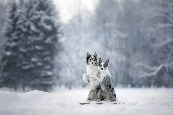 Two dogs together, friendship on nature in winter — Stock Photo, Image