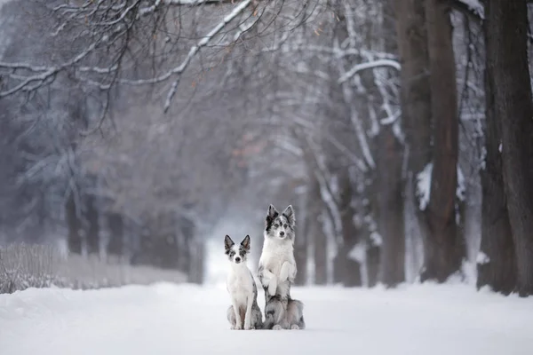 Dos perros juntos, amistad en la naturaleza en invierno —  Fotos de Stock