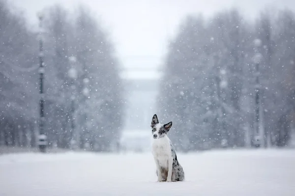 Portrait de chien, Bordure en marbre Collie dans la neige — Photo