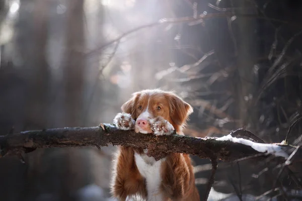 The dog put his paws on the stick. Nice little face. — Stock Photo, Image